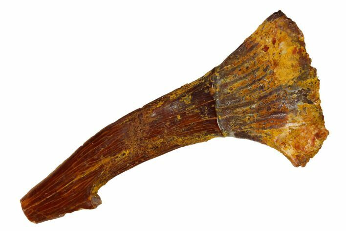 Fossil Sawfish (Onchopristis) Rostral Barb - Morocco #145684